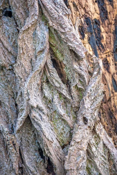 Gammal Bark Träd Struktur — Stockfoto
