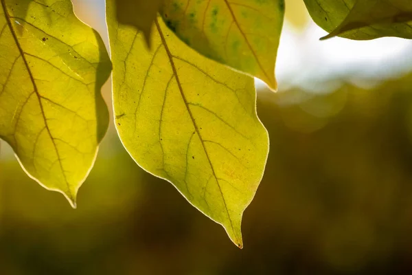 Hojas Coloridas Árbol Temporada Otoño — Foto de Stock