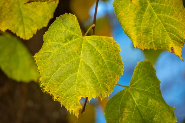 Foglie Colorate Sugli Alberi Durante Stagione Autunnale — Foto Stock