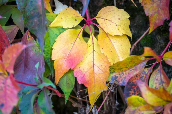 Hojas Coloridas Árbol Temporada Otoño —  Fotos de Stock