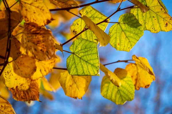 Bunte Blätter Baum Zur Herbstzeit — Stockfoto