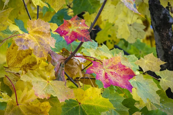 秋の紅葉の季節 — ストック写真