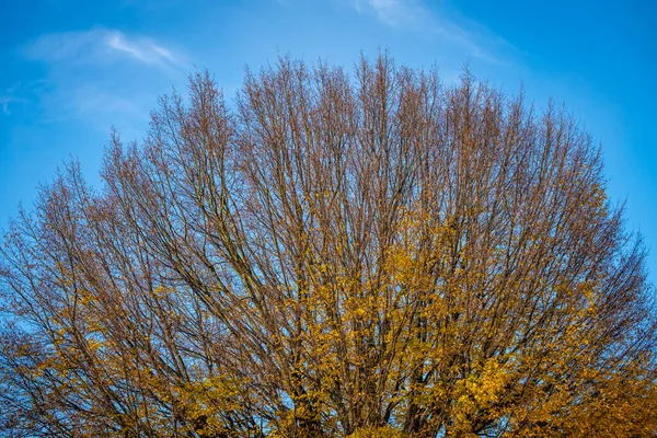 Herbst Baum Himmel Hintergrund — Stockfoto