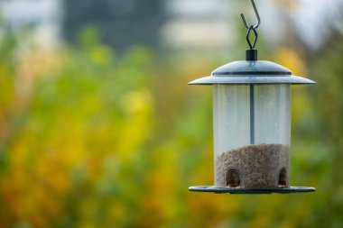 Robin kuş ve kuş yemliği bahçede 