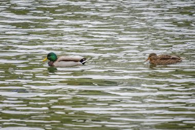Ördekler gölde yüzüyor.