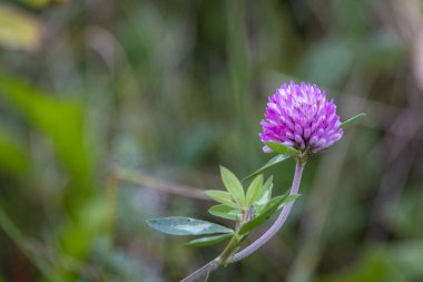 Doğadaki mor bir çiçeğe yaklaş