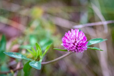 Doğadaki mor bir çiçeğe yaklaş