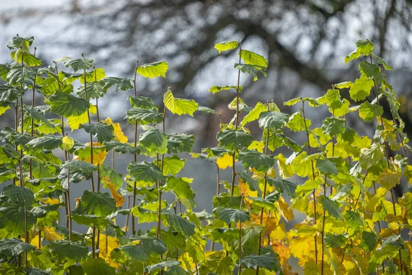 Hojas Coloridas Temporada Otoño — Foto de Stock