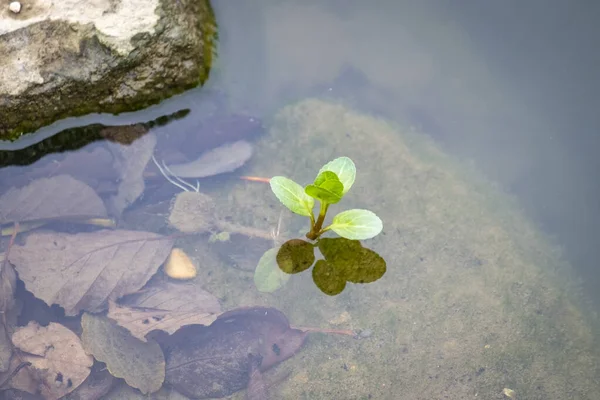 Pequena Planta Verde Água — Fotografia de Stock