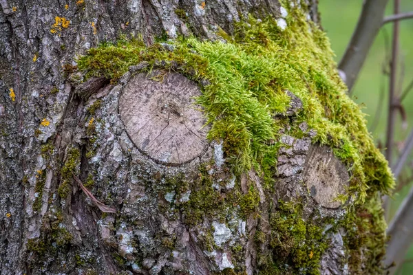 Träd Bark Struktur Med Grön Mossa — Stockfoto