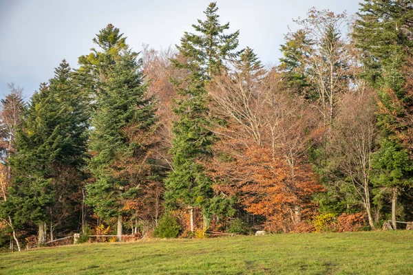 Piękny Jesienny Krajobraz Kolorowymi Drzewami Lesie Łące — Zdjęcie stockowe