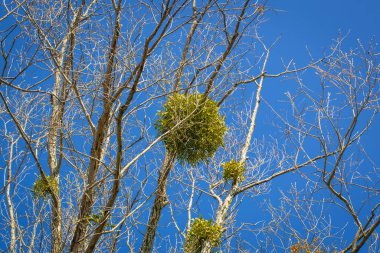 Ormandaki ağaç dalları