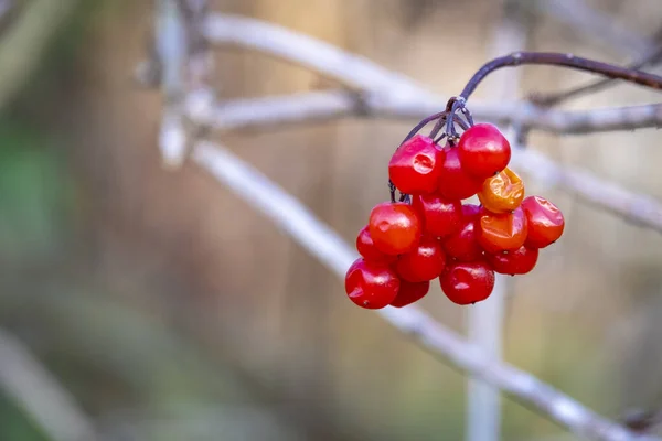Red Berries Bushes Autumn — Stock Photo, Image