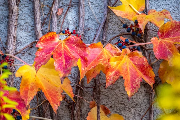사우의 가을에는 나뭇잎과 관목들 — 스톡 사진