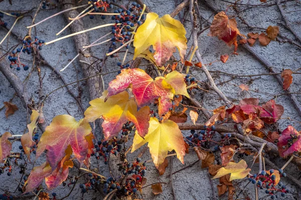 Bunte Blätter Und Sträucher Herbst Lochau — Stockfoto