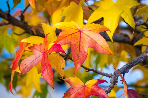 Bunte Blätter Und Sträucher Herbst Lochau — Stockfoto