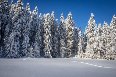 Karla kaplı ağaçlarla kaplı kış manzarası