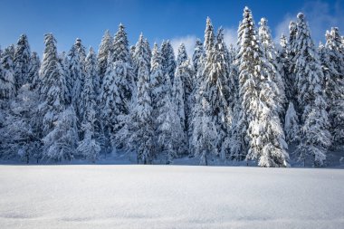 Karla kaplı ağaçlarla kaplı kış manzarası