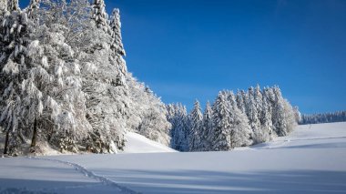 Karla kaplı ağaçlarla kaplı kış manzarası