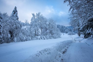 Ormanda karla kaplı bir yol