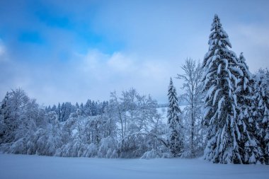 Karla kaplı ağaçlarla kaplı güzel kış manzarası
