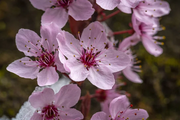 Primer Plano Una Cereza Japonesa Floreciente Austria — Foto de Stock