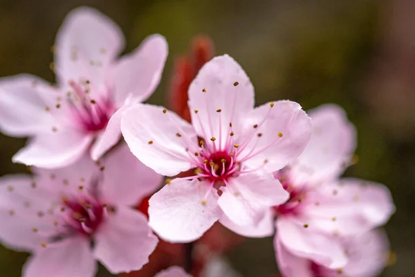 Primer Plano Una Cereza Japonesa Floreciente Austria — Foto de Stock