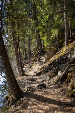 Alp dağlarında güzel bir orman