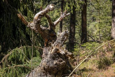 Muhteşem şelalede yürüyor ve tırmanıyor Stuibenfall