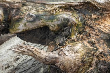 Eski ağaç gövdesi, kapat.