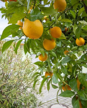 Yeşil yapraklı ağaçta çok önemli C vitamini içeren tatlı portakallar.