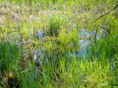 Güneşli bir günde bataklığın güzel bahar manzarası