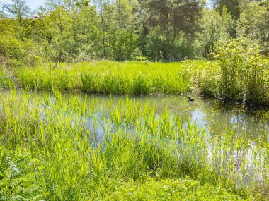Güneşli bir günde bataklığın güzel bahar manzarası