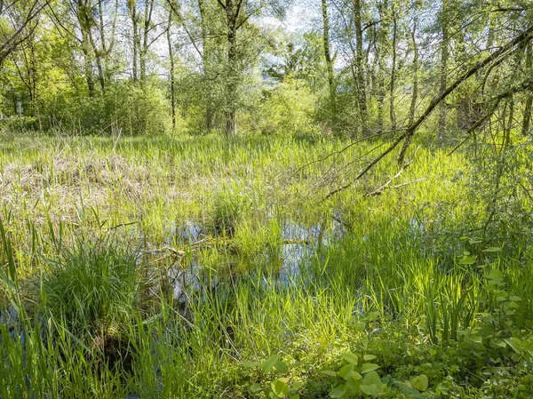 Vackert Vårlandskap Med Träsk Solig Dag — Stockfoto