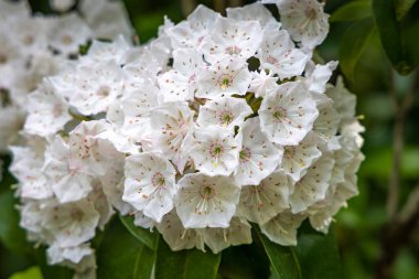 Verbania, Piemont, İtalya 'da yerel bir dinlenme alanında harika renkli bitkiler ve çiçekler