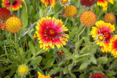 Verbania, Piemont, İtalya 'da yerel bir dinlenme alanında harika renkli bitkiler ve çiçekler