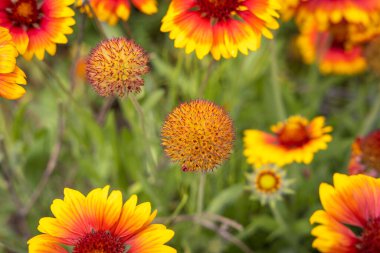 Verbania, Piemont, İtalya 'da yerel bir dinlenme alanında dinleniyor
