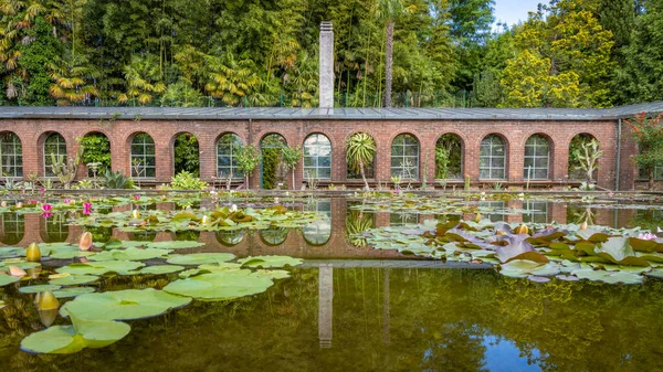 Verbania Piemont Talya Yerel Bir Dinlenme Bölgesinde Harika Bir Nilüfer — Stok fotoğraf