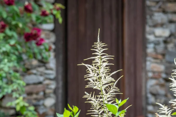 Flores Jardín Sobre Fondo Casa Ladrillo — Foto de Stock