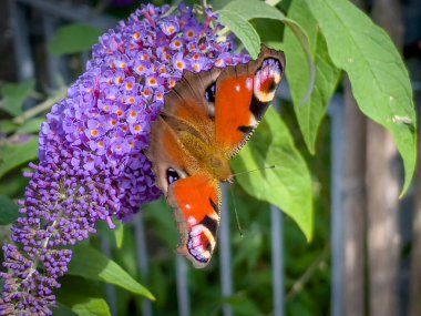Berlebeck 'te bir bahçede kokulu bir ağaçtaki renkli kelebek, Almanya' da NRW