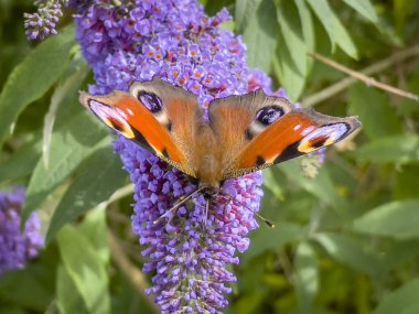 Berlebeck 'te bir bahçede kokulu bir ağaçtaki renkli kelebek, Almanya' da NRW