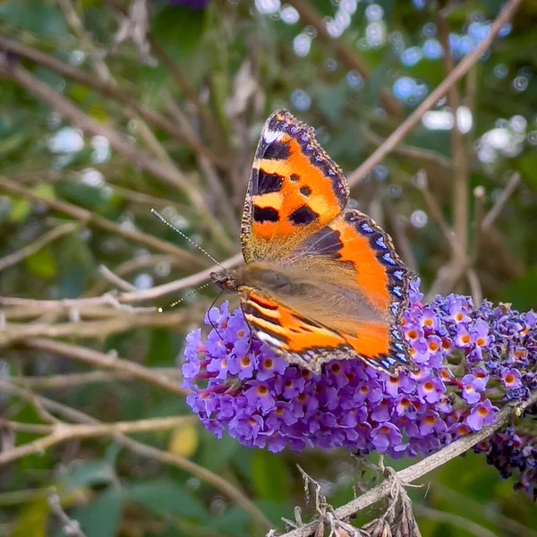 Colourful Butterfly Smelling Tree Garden Berlebeck Nrw Germany — Stock Photo, Image