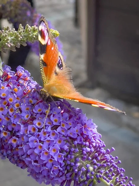 Colourful Butterfly Smelling Tree Garden Berlebeck Nrw Germany — Stock Photo, Image