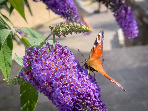 Colourful Butterfly Smelling Tree Garden Berlebeck Nrw Germany — Stock Photo, Image