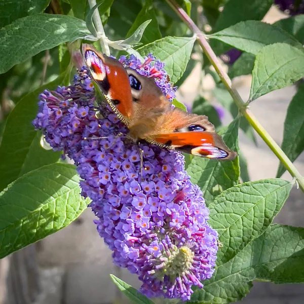 Colourful Butterfly Smelling Tree Garden Berlebeck Nrw Germany — Stock Photo, Image