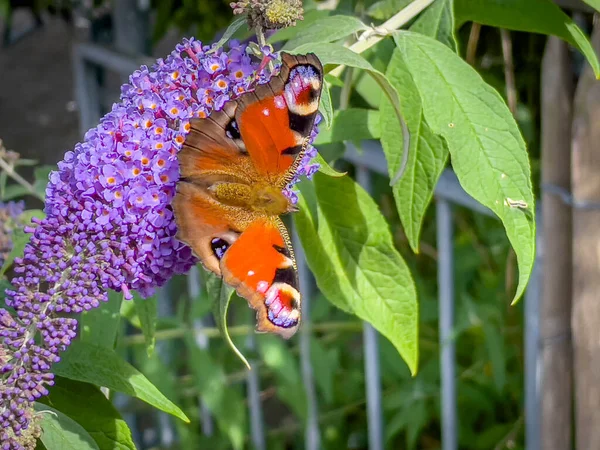 Colourful Butterfly Smelling Tree Garden Berlebeck Nrw Germany — Stock Photo, Image