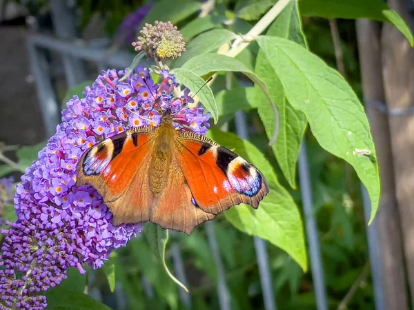 Colourful Butterfly Smelling Tree Garden Berlebeck Nrw Germany — Stock Photo, Image