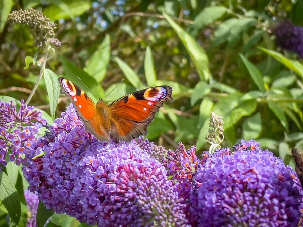 Colourful Butterfly Smelling Tree Garden Berlebeck Nrw Germany — Stock Photo, Image