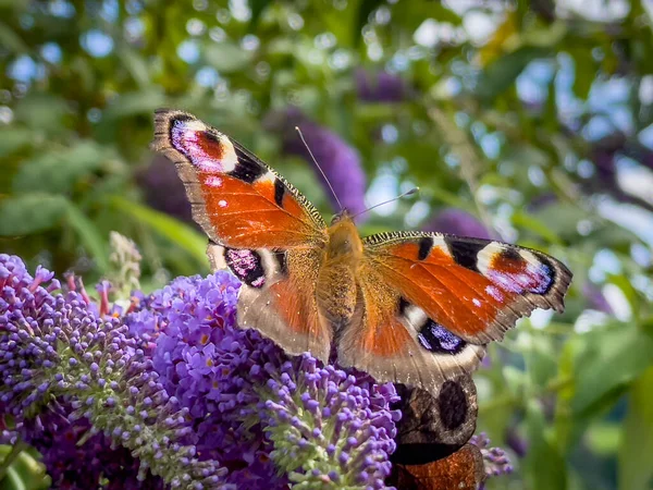 Colourful Butterfly Smelling Tree Garden Berlebeck Nrw Germany — Stock Photo, Image