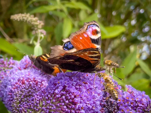 Kolorowy Motyl Pachnącym Drzewie Ogrodzie Berlebeck Nrw Niemczech — Zdjęcie stockowe